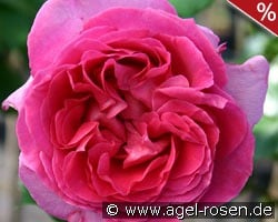 Bernadette Lafont kaufen, click for more details Bernadette Lafont