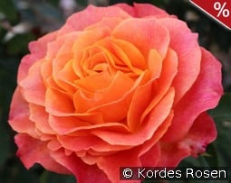 Better Times kaufen, click for more details Better Times