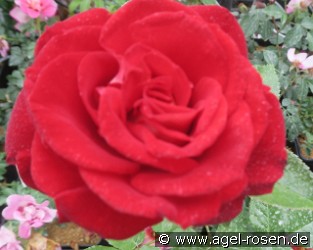 Bicolor
