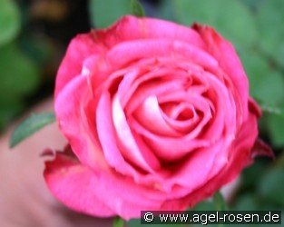 Birgit 75