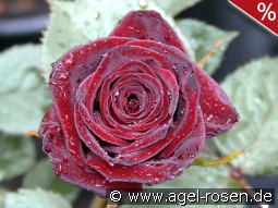 Black Baccara