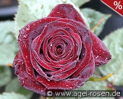 Black Baccara kaufen, click for more details Black Baccara