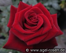 Black Magic kaufen, click for more details Black Magic