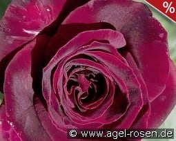 Black Parfumella - Duftrose der Provence