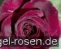 Buy Black Parfumella - Duftrose der Provence