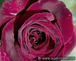 Black Parfumella - Duftrose der Provence