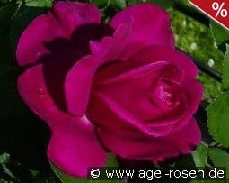 Blackberry Nip kaufen, click for more details Blackberry Nip