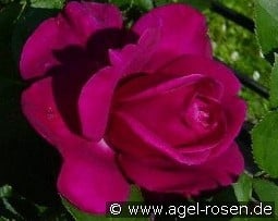 Blackberry Nip kaufen, click for more details Blackberry Nip