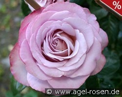 Blue Girl kaufen, click for more details Blue Girl