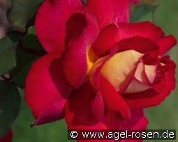 Bolshoi syn. Bolchoi kaufen, click for more details Bolshoi syn. Bolchoi