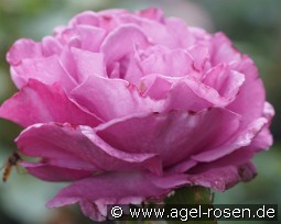 Bossuet, Aigle de Meaux