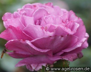 Bossuet, Aigle de Meaux