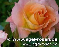Buy Yellow Roses – AGEL ROSEN