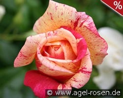 Brocéliande kaufen, click for more details Brocéliande