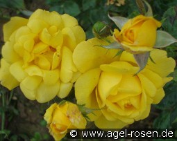 Bruocsella kaufen, click for more details Bruocsella