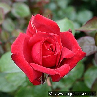 Burgund 81