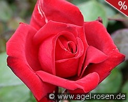 Burgund 81 kaufen, click for more details Burgund 81