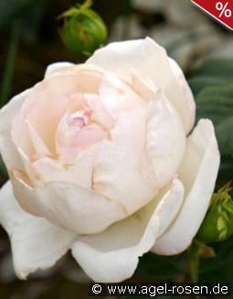 Camille Claudel