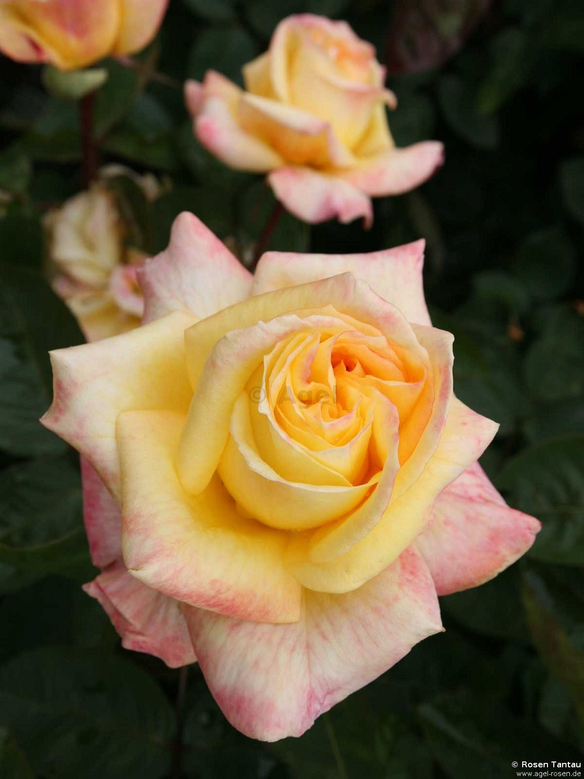 Buy Canary ® – Hybrid Tea – AGEL ROSEN