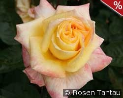 Canary kaufen, click for more details Canary