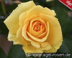 Cappuccino kaufen, click for more details Cappuccino