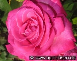 Caprice de Meilland kaufen, click for more details Caprice de Meilland