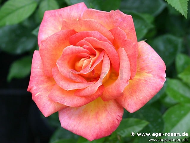 Caribia Rose Buy Caribia – Hybrid Tea – AGEL ROSEN