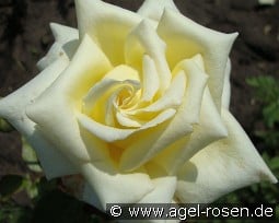 Caroline de Monaco kaufen, click for more details Caroline de Monaco