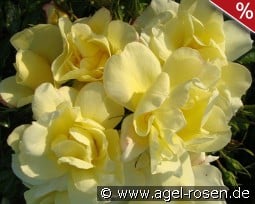 Celientje kaufen, click for more details Celientje