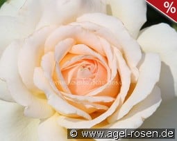 Chandos Beauty syn. Sweet Love kaufen, click for more details Chandos Beauty syn. Sweet Love