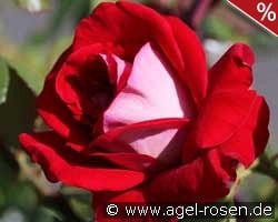 Château de Versailles ® - Guy Laroche kaufen, click for more details Château de Versailles ® - Guy Laroche