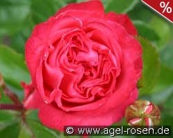 Cherry Lady kaufen, click for more details Cherry Lady