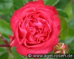 Cherry Lady kaufen, click for more details Cherry Lady