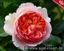 Chippendale kaufen, click for more details Chippendale