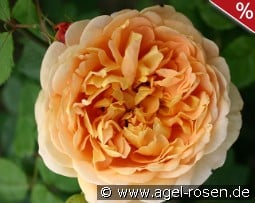 Chippendale Gold kaufen, click for more details Chippendale Gold