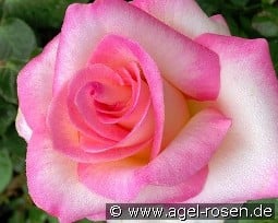 Cindy kaufen, click for more details Cindy