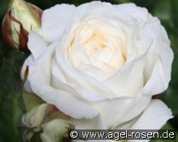 Claus Dalby  kaufen, click for more details Claus Dalby