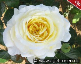 Claus Wisser