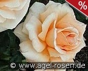 Clodagh McGredy kaufen, click for more details Clodagh McGredy