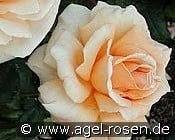Clodagh McGredy kaufen, click for more details Clodagh McGredy