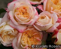 Concorde kaufen, click for more details Concorde