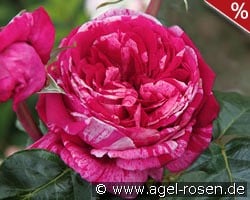 Crazy Fashion kaufen, click for more details Crazy Fashion