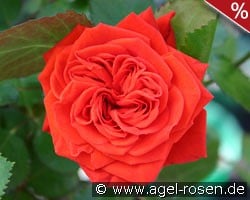 Crimson Flower Circus kaufen, click for more details Crimson Flower Circus