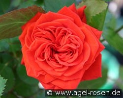 Crimson Flower Circus kaufen, click for more details Crimson Flower Circus