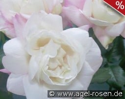 Crown Princess Mary kaufen, click for more details Crown Princess Mary