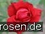 Dame de Coeur