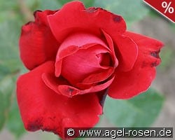 Dame de Coeur kaufen, click for more details Dame de Coeur