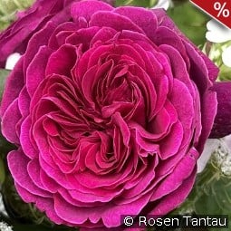 Deep Secret kaufen, click for more details Deep Secret