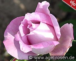 Delphin kaufen, click for more details Delphin