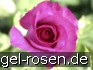 Buy Derby Hagen Gmelin Rose